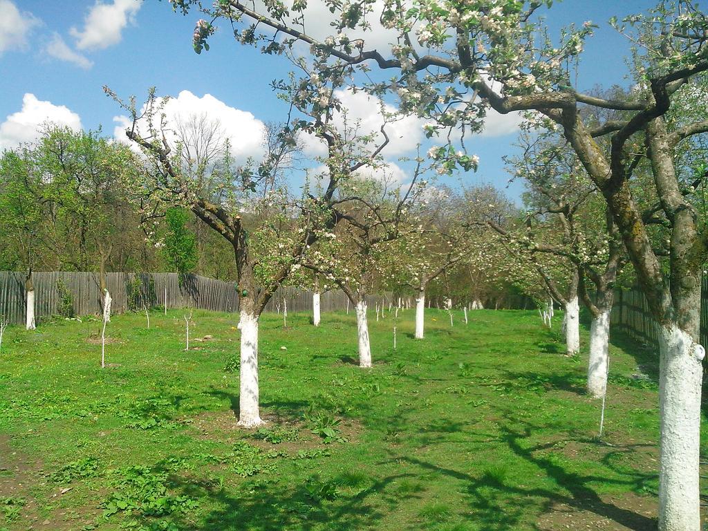 Pensiunea Casa Filoxenia Horezu Buitenkant foto